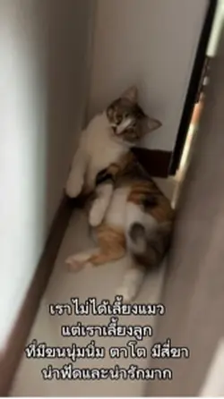 เลี้ยงลูกแมว