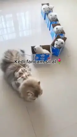 Kediii