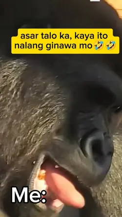 funny gorilla