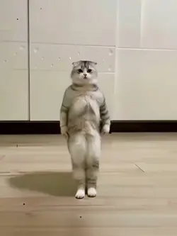 kungfu cat