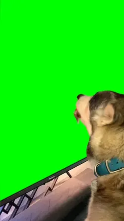 dog licking tv