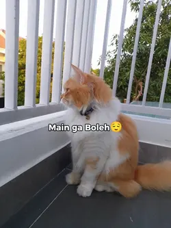 status lucu