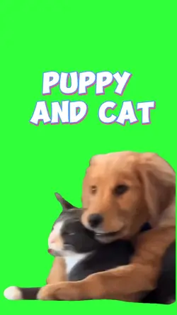 Puppy And Cat