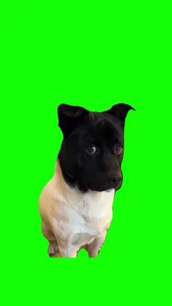SUSPICIOUS DOG meme