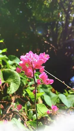 story flowers