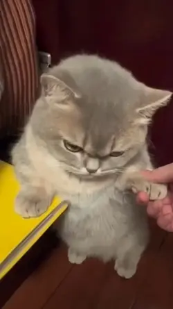 sound kucing lucu