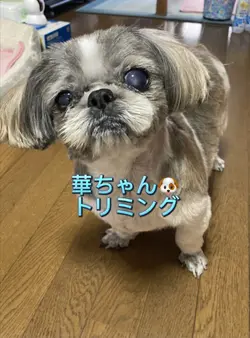 トリミング