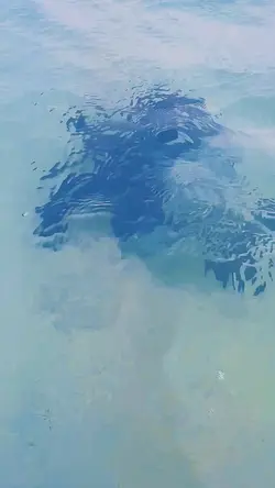 Sea Turtle Hawaii