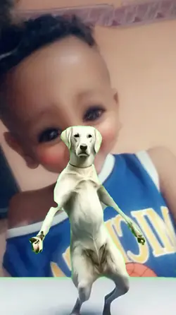 funny dog
