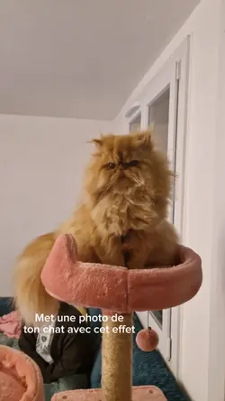 Chat 3D