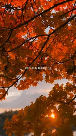 autumn morning 