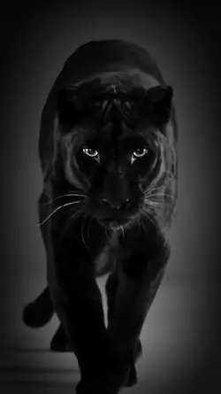 La pantera 