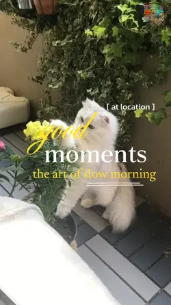 good morning
