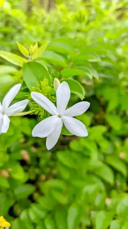 kata kata