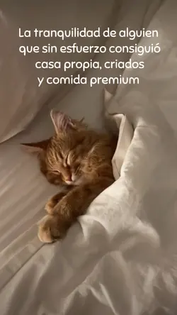 Gatito feliz 
