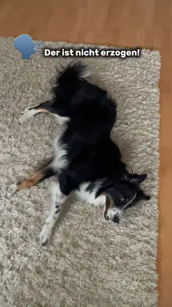 Hund unsicher song 
