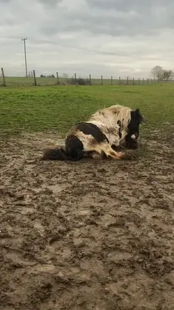 Race cob 💕
