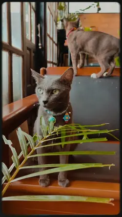 pet