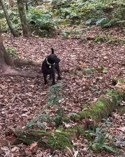 Wild Woods 
