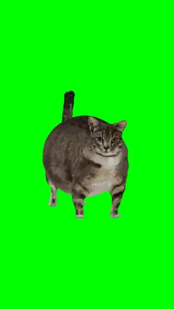 Oiia oiiau Cat