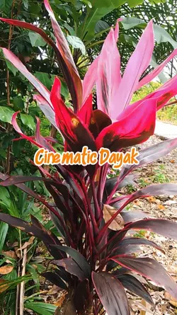 Cinematic dayak