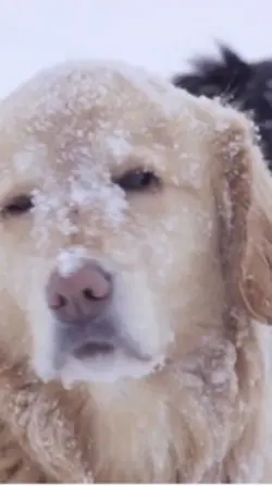Dogs in snow +6
