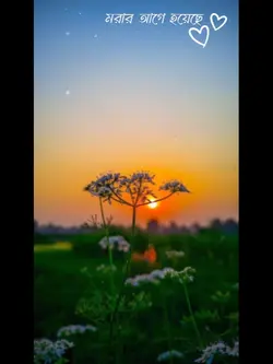 চিরো অভাগী 