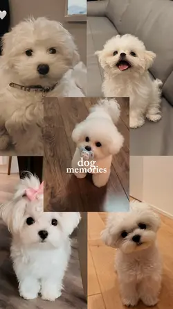 dog sad memories