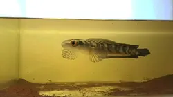 channa maru
