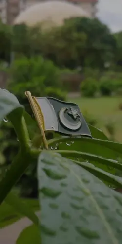 Pakistan Zindabad 