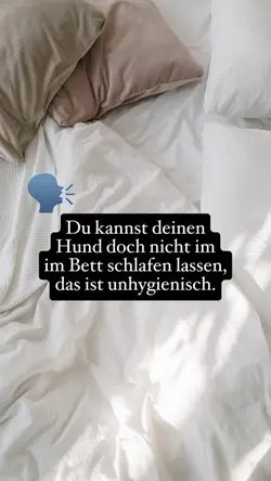 Waschbär Trend 🦝