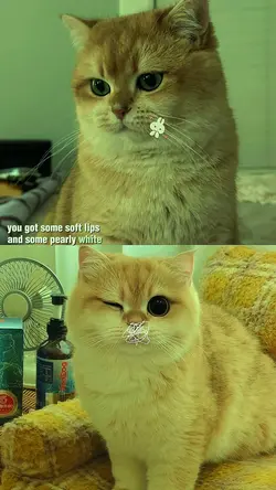 cute cats