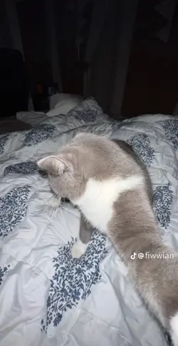 gyat