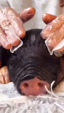 pork fail is joke 