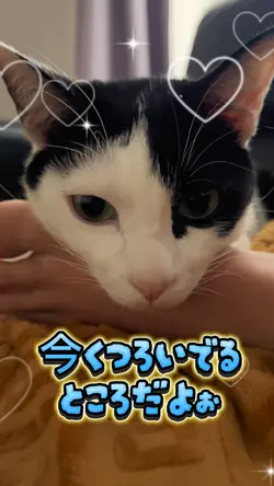 ペット動画など