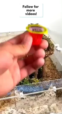 Ants eatin