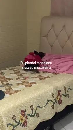 Eu plantei mandioca