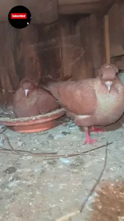 pigeon 