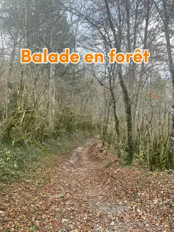 Randonnée en forêt 