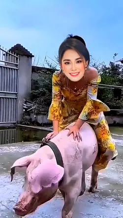 CƯỠI HEO 🐖