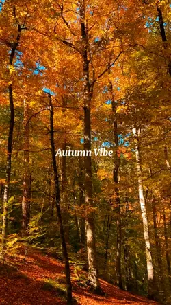 Autumn Vibe