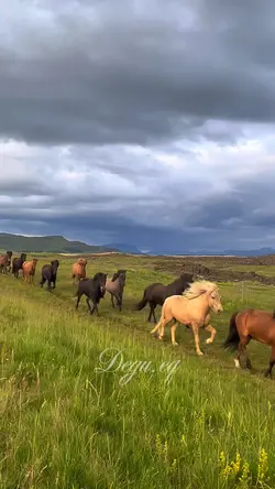 Slowmo horses