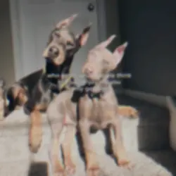 DOBERMAN