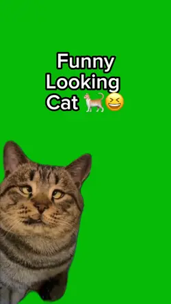 Cross-Eyed Cat