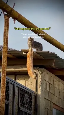 still enjoy