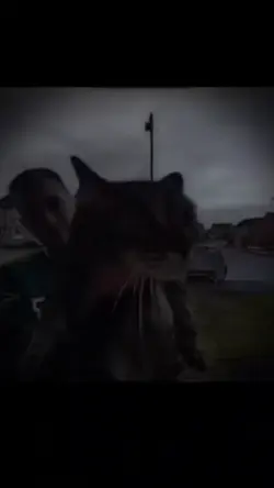 meowing cat phonk