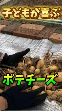子どもが喜ぶポテチーズ春巻き