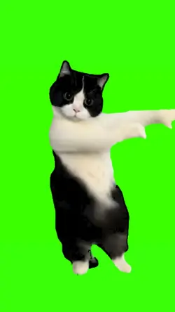 cat dancing meme