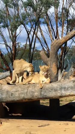 travel zoo