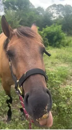 Heart horse❤️